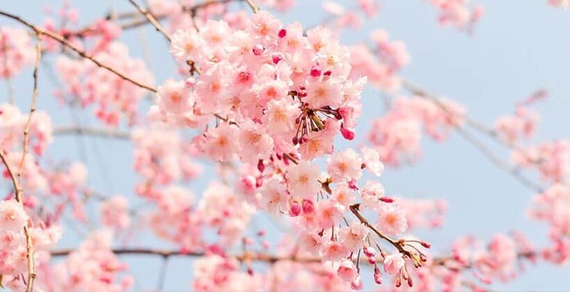 7 Days 6 Nights Hunza, Minapin & Nagar Valley Cherry Blossom Tour