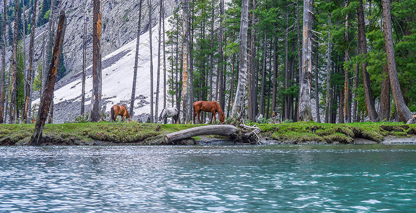 3 Days 2 Nights Kalam, Ushu Forest & Mahodand Lake Tour